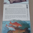 Katja Bargum & Hanna Kokko - Kutistuva turska - pikkukuva 2