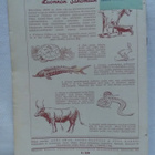 Sirkka N:o 11 1934 lasten oma kuvalehti - pikkukuva 2