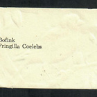 ALE - EO 5804 - Lintunelkku - Peippo - pikkukuva 2