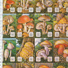 *MLP 1436, muhkeat sienet, iso tupla-arkki , 32x24cm* - pikkukuva 1