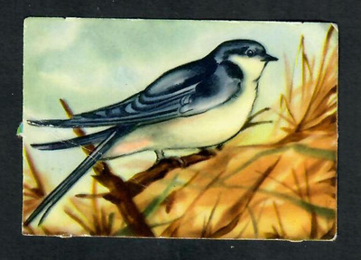 ALE - EO 5804 - Lintunelkku - Räystäspääsky
