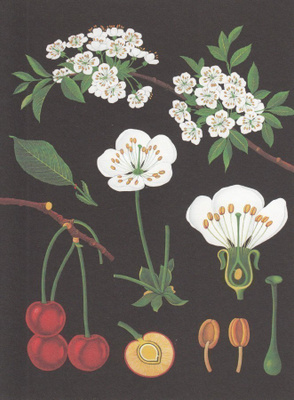 Kirsikka (isohko taittokortti)