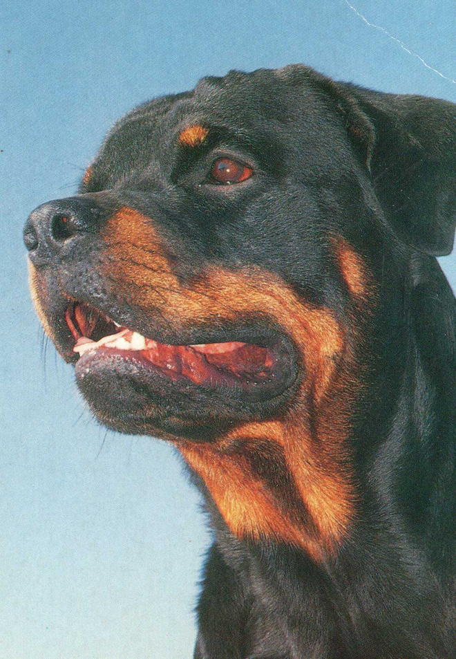 ROTTWEILER  POSTIKORTTI
