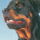 ROTTWEILER  POSTIKORTTI - pikkukuva 1