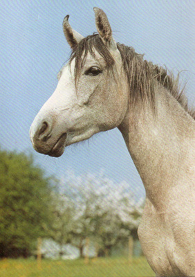 HEVONEN POSTIKORTTI - ARABIANHEVONEN