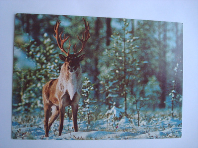 METSÄPEURA. ei kulk.