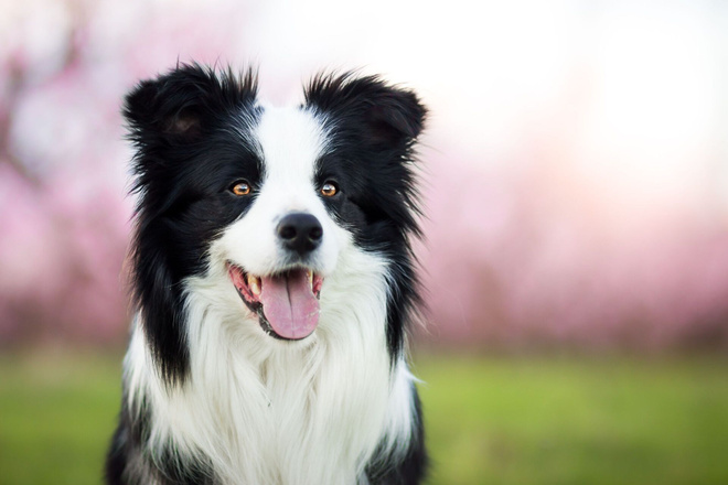 Bordercollie *uusi kortti*