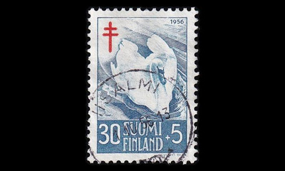 462 o Tuberkuloosi lintuja Iisalmi 1.10.56 (1956)