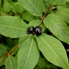 Kaukasiankuusama (Lonicera caucasica), siemeniä 20 kpl - pikkukuva 2