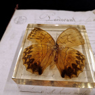 Natura Obscura – Entomologinen näyte no. 520 - pikkukuva 1