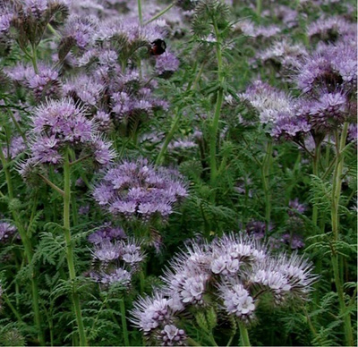 Aitohunajakukka (Phacelia tanacetifolia), siemeniä 300 kpl