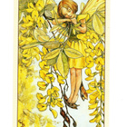 C.M.Barker °°Kultasade KEIJU°° -KORTTI / Flower Fairies - pikkukuva 1