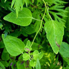Lamopeikonkello (Codonopsis clematidea), siemeniä 50 kpl - pikkukuva 3