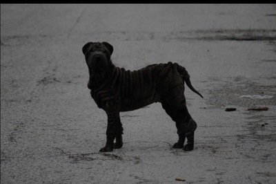 Sharpei #3030