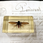 Natura Obscura – Entomologinen näyte no. 344 - pikkukuva 1
