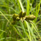 Palmusara (Carex muskingumensis), siemeniä 100 kpl - pikkukuva 3
