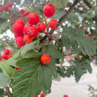 Suomenpihlaja (Sorbus hybrida), siemeniä 30 kpl - pikkukuva 2