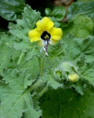 Keltahullukaali (Hyoscyamus aureus), siemeniä 50 kpl