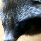 Täytetty supikoiran pää - pikkukuva 4