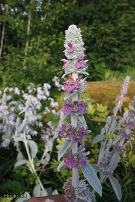 Nukkapähkämö (Stachys byzantina), siemeniä 50 kpl