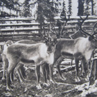 SODANKYLÄ.....poroja aitauksessa, vanha kortti. - pikkukuva 2
