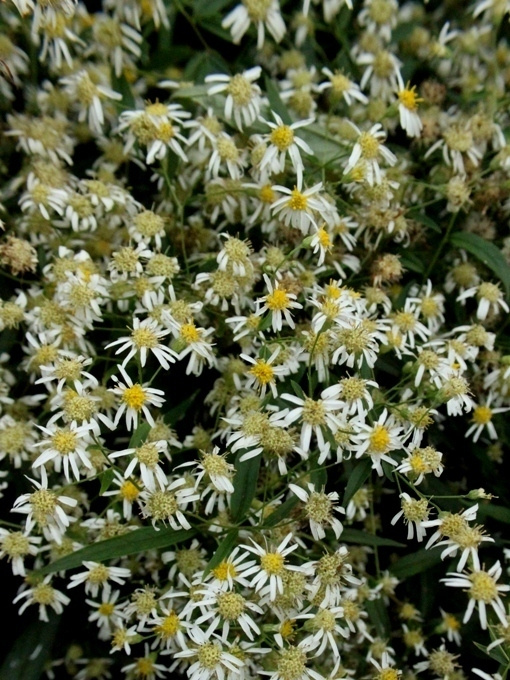 Sarja-asteri (Aster umbellatus), siemeniä 50 kpl