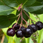 Koristearonia (Aronia x prunifolia), siemeniä 30 kpl - pikkukuva 2