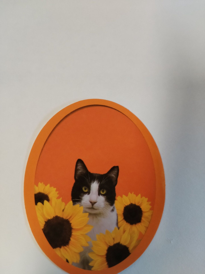 Söpö kissa tarra.