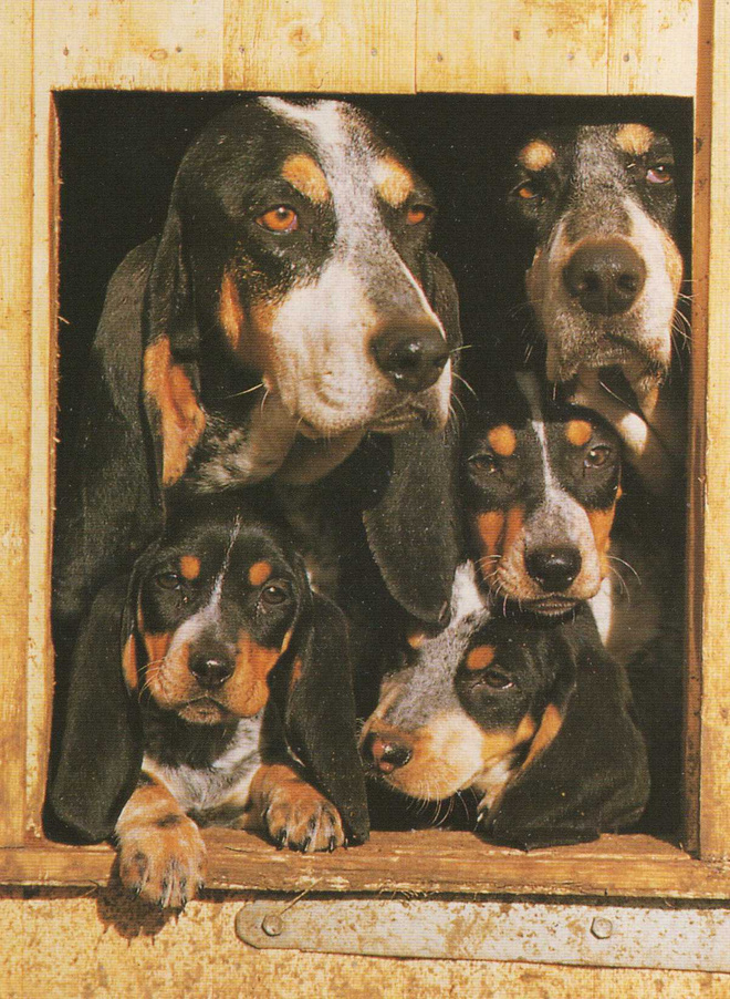 BASSET POSTIKORTTI