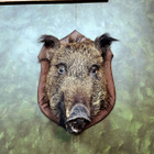 Villisian pääpreparaatti (Sus scrofa) – Ranska, 1989 - pikkukuva 2