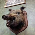 Villisian pääpreparaatti (Sus scrofa) – Ranska, 1989 - pikkukuva 5