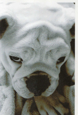 BULLDOG POSTIKORTTI