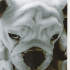 BULLDOG POSTIKORTTI - pikkukuva 1