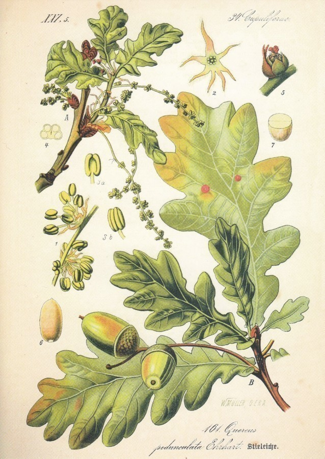Tammi - Quercus robur