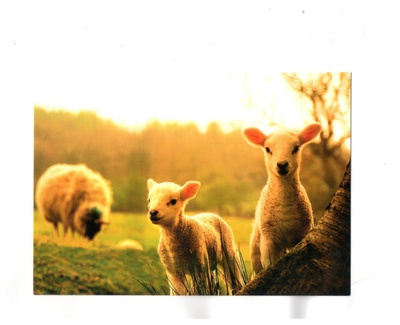 °°LAMMAS, LAMPAAT°° -KORTTI /Anki