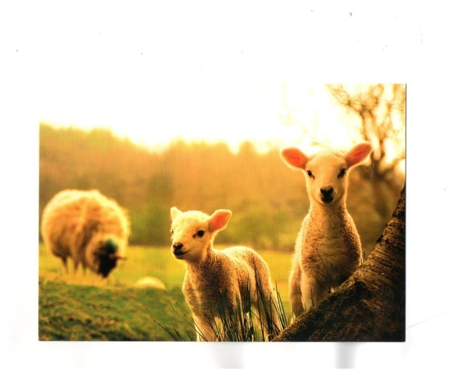 °°LAMMAS, LAMPAAT°° -KORTTI /Anki