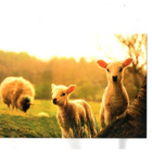 °°LAMMAS, LAMPAAT°° -KORTTI /Anki - pikkukuva 1