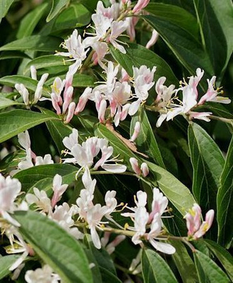 Koreankuusama (Lonicera maackii), siemeniä 30 kpl