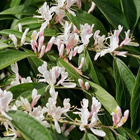 Koreankuusama (Lonicera maackii), siemeniä 30 kpl - pikkukuva 1