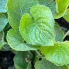 Tuoksuorvokki (Viola odorata), siemeniä 50 kpl - pikkukuva 2