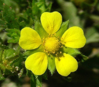 Peltohanhikki (Potentilla norvegica), siemeniä 100 kpl