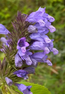 Nepeta yunnanensis, siemeniä 50 kpl