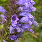 Nepeta yunnanensis, siemeniä 50 kpl - pikkukuva 1