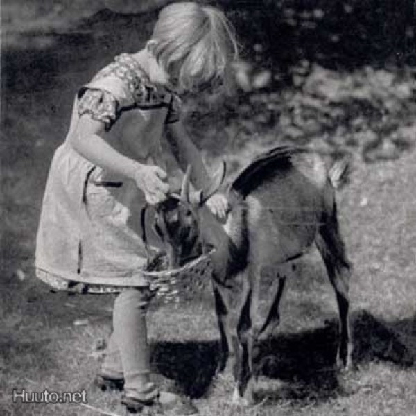 LAPSI / Pieni tyttö antaa ruokaa vuohelle. 1930-l.