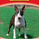 Koiramme - Bullterrierit DVD - pikkukuva 1
