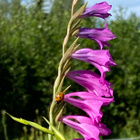 Idänmiekkalilja (Gladiolus imbricatus) , siemeniä 50 kpl - pikkukuva 2