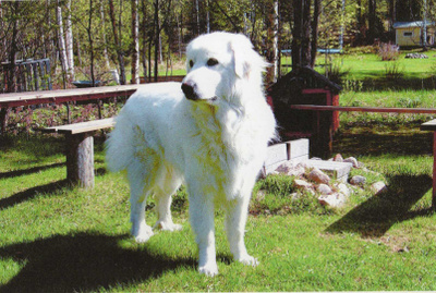 KUVASZ  POSTIKORTTI