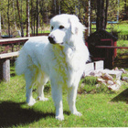 KUVASZ POSTIKORTTI - pikkukuva 1