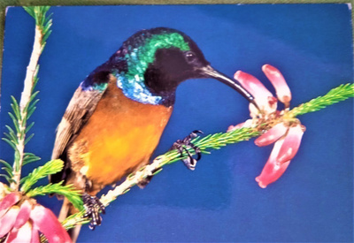 no 1 - orange-breasted sunbird