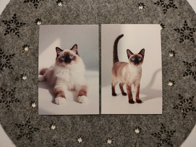 ~Kissa kortti~ 2kpl